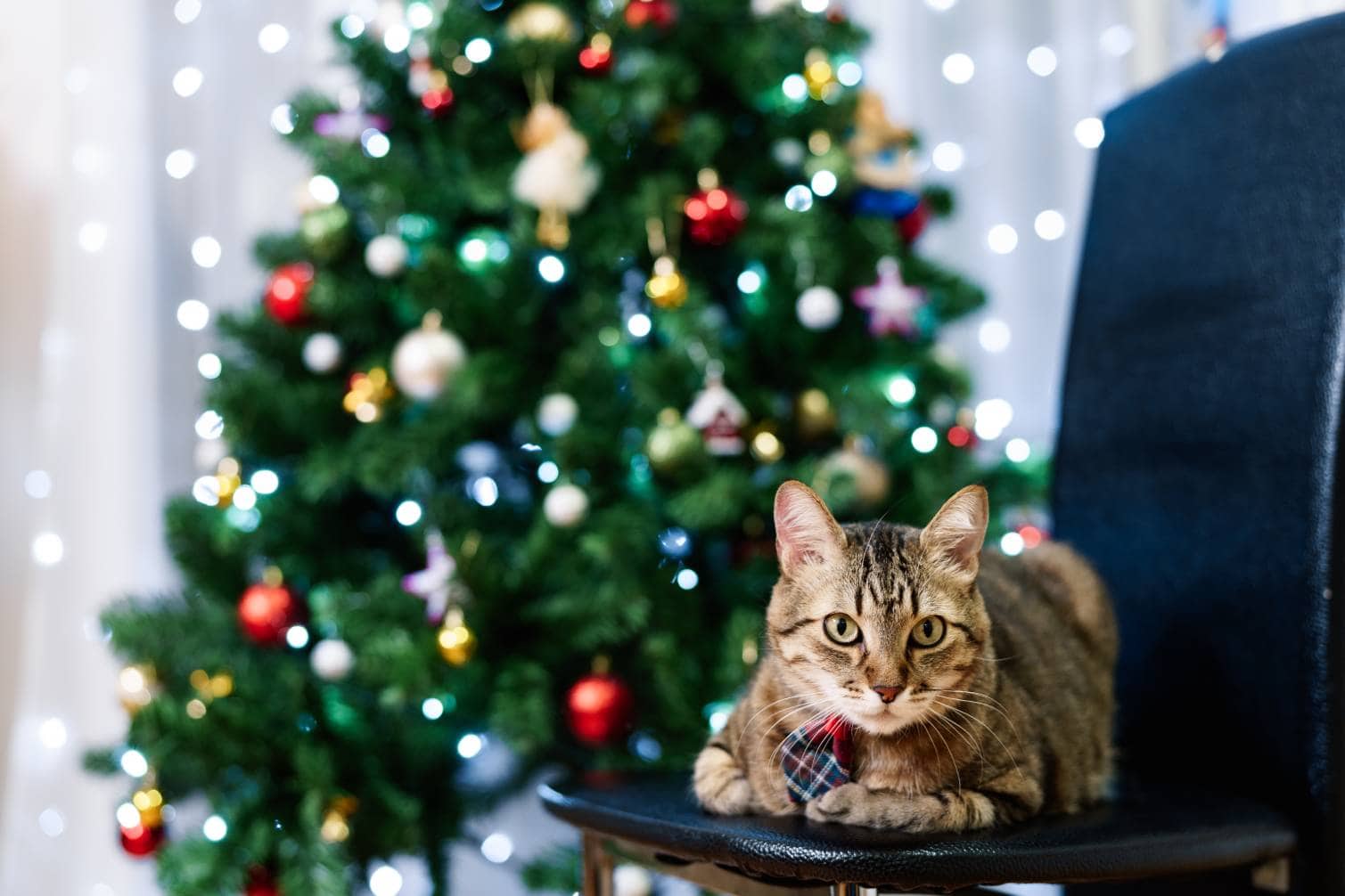 Are Christmas trees safe around cats