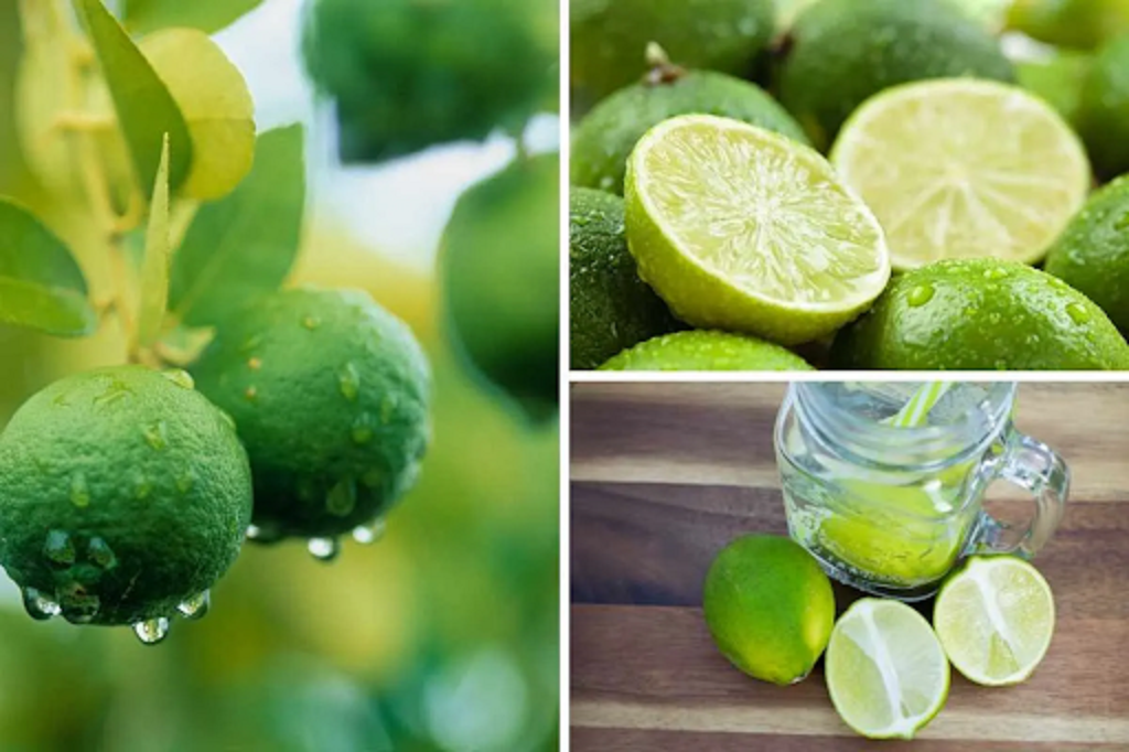 Are limes just early lemons?