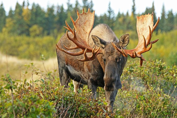 Are moose good eating?