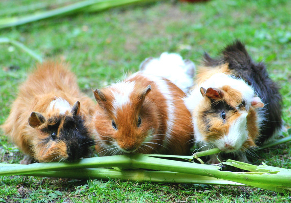 Can my guinea pig eat sugar cane?
