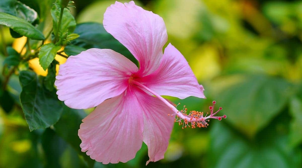 Can you get high off of hibiscus?