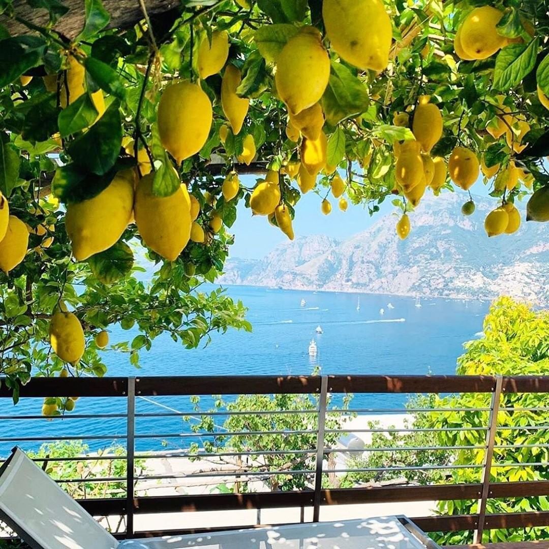 Can you grow Amalfi lemons in us