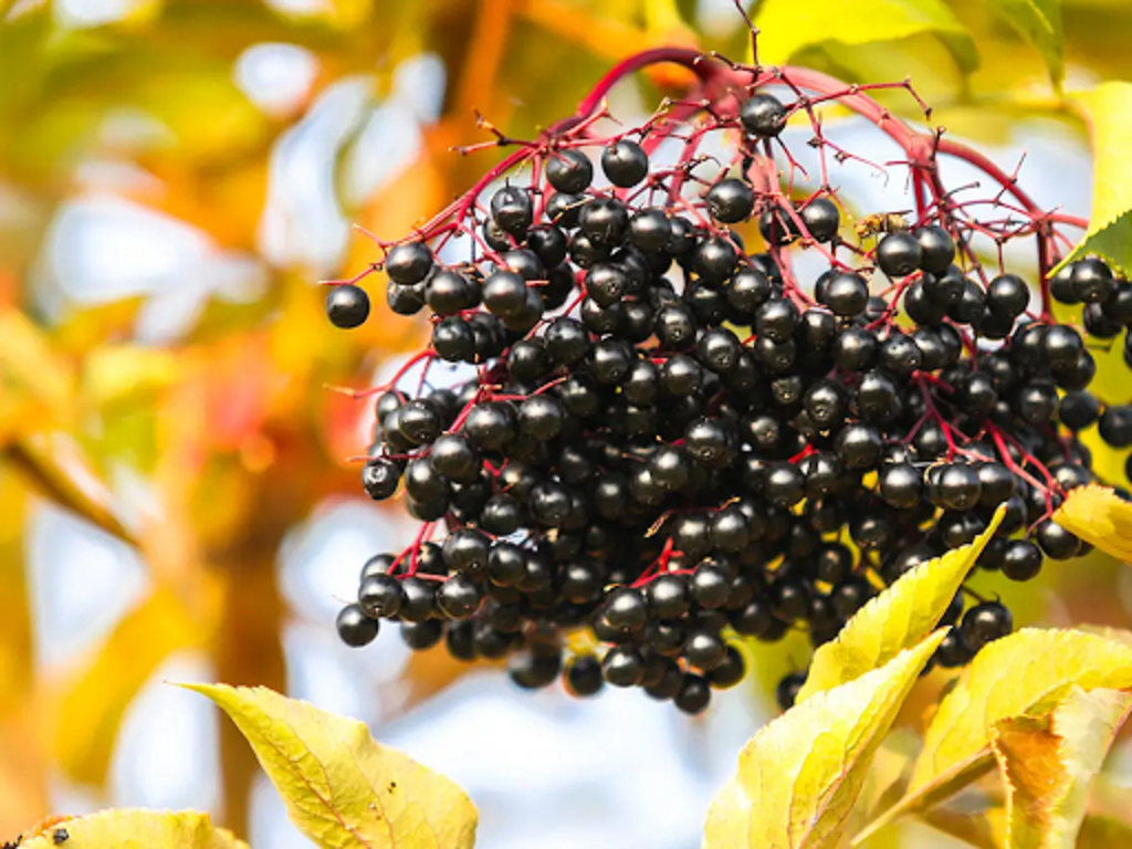 Does elderberry raise blood pressure?