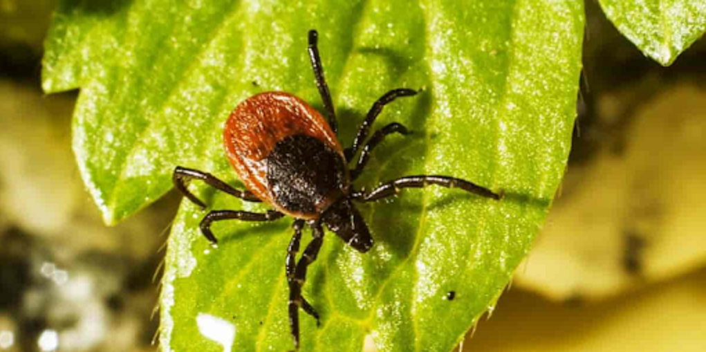 Does neem oil kill fleas in the house?