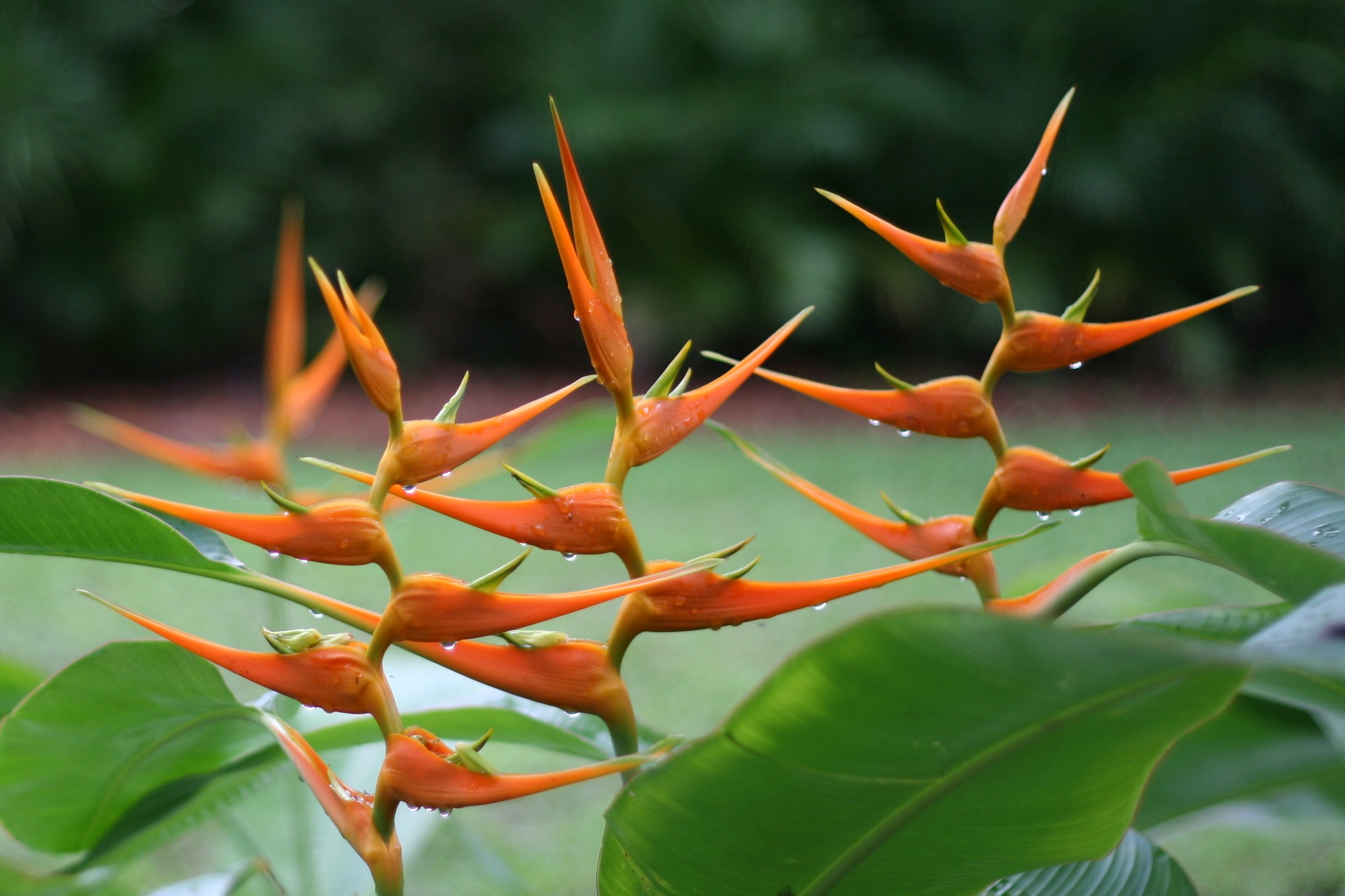 Is the Heliconia flower native to the Amazon rainforest?