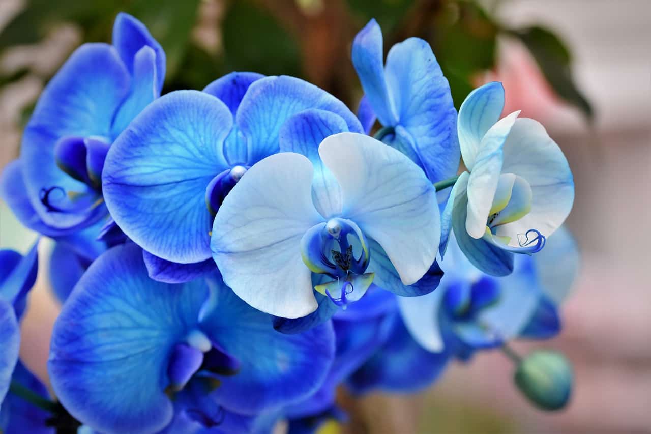 What are blue and purple orchids called