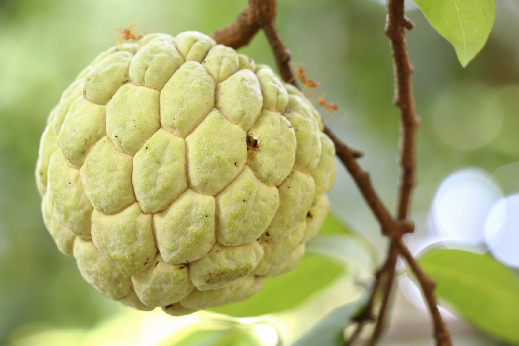 What are custard apples called in USA?