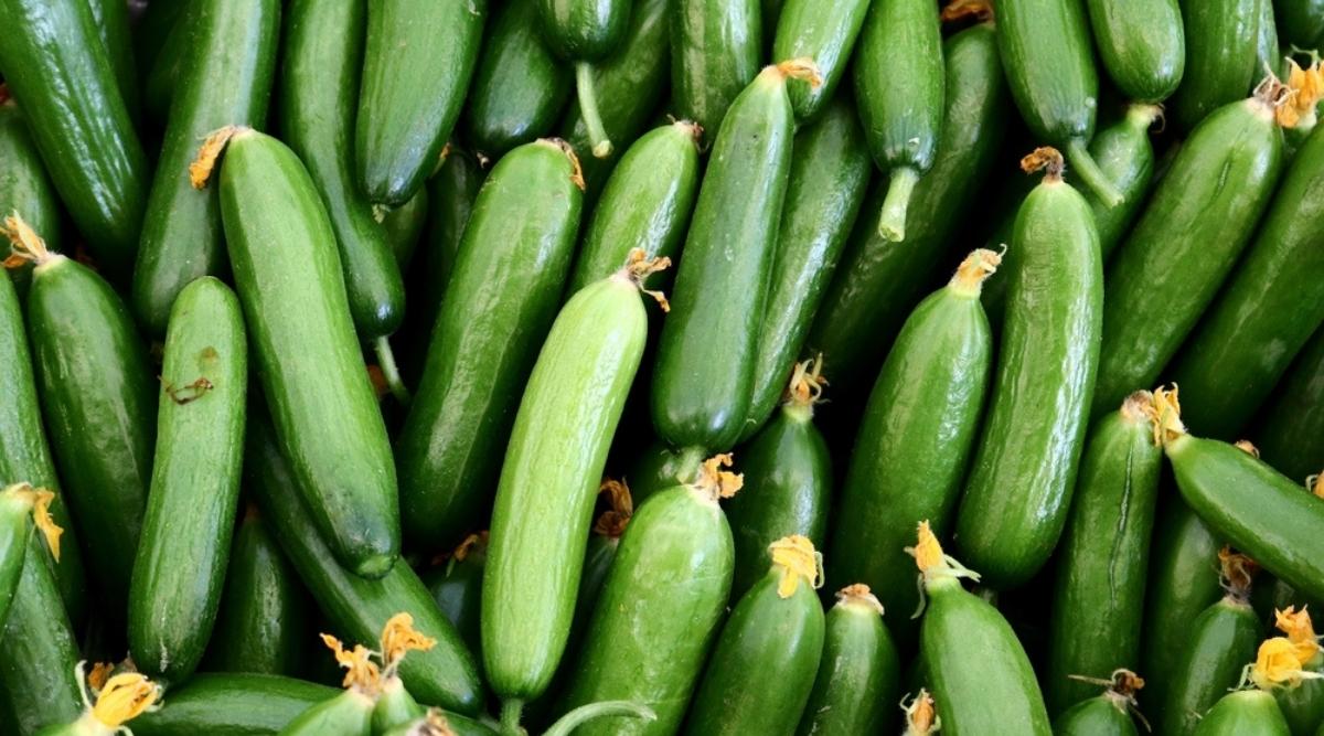 What are the 3 types of cucumbers?