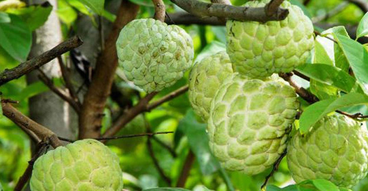 What climate does custard apple grow in?