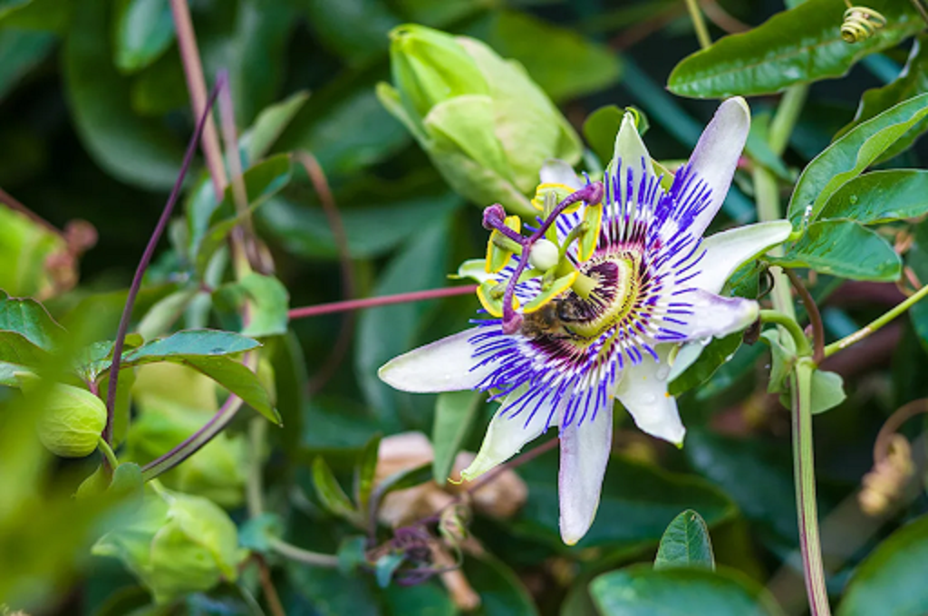 What eats a passion flower in the rainforest?