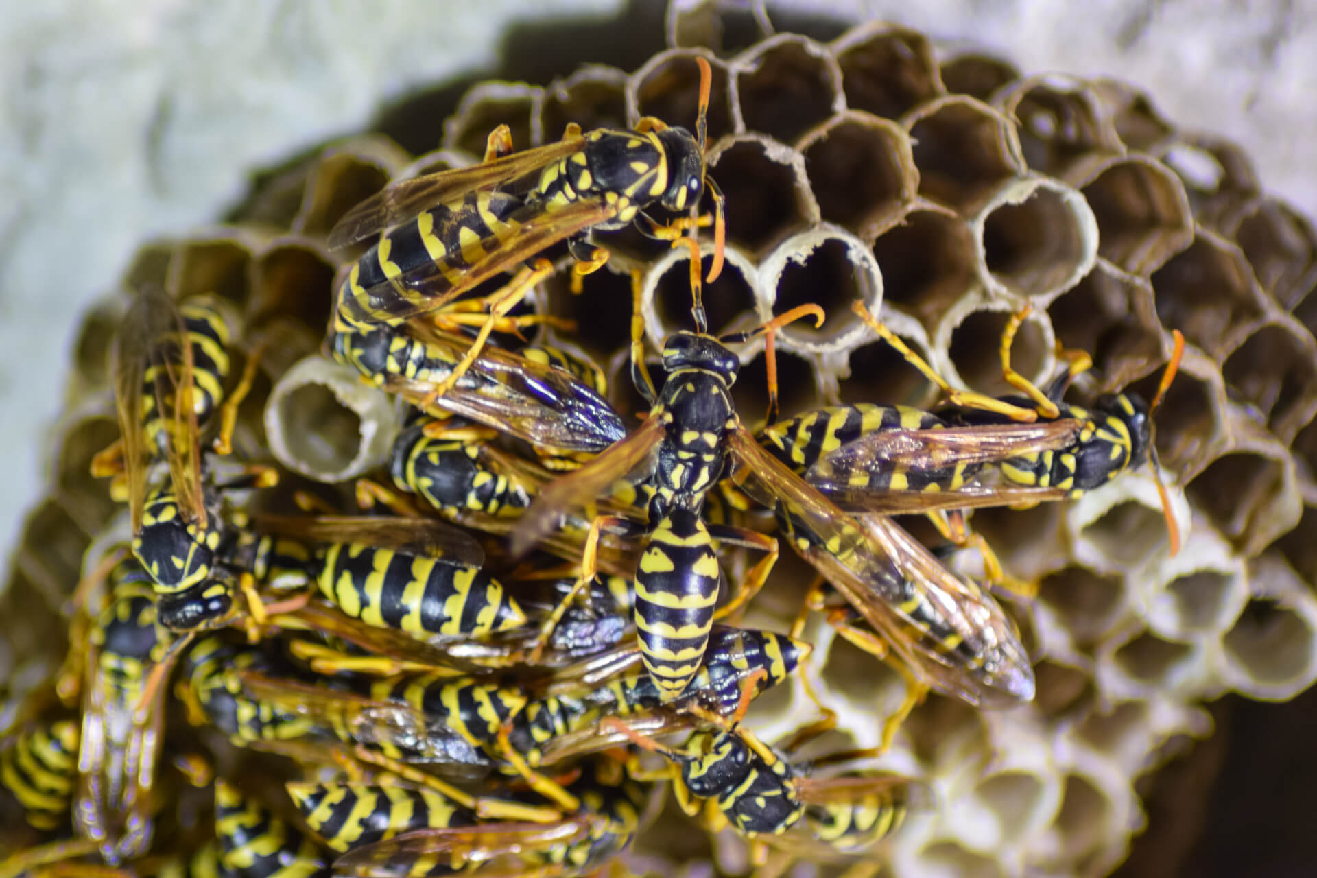 What is the best repellent for wasps?