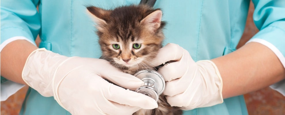 What type of vet tech makes the most money?