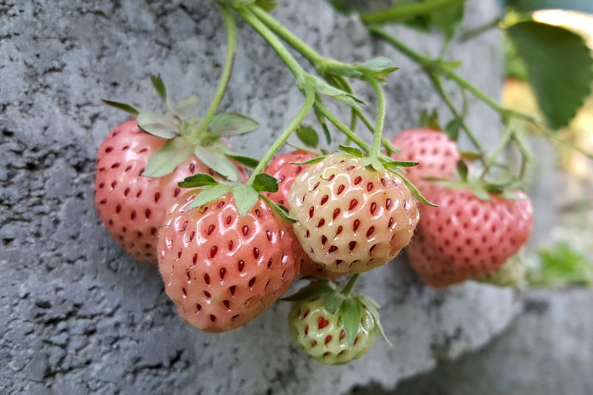 Where can I buy pineberries in the US?