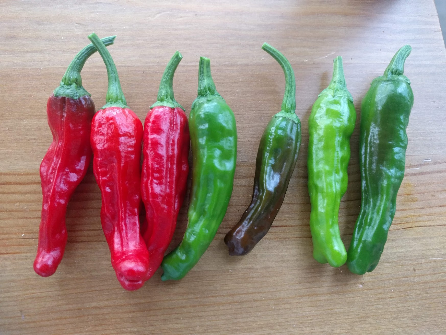 Why are my shishito peppers hot?