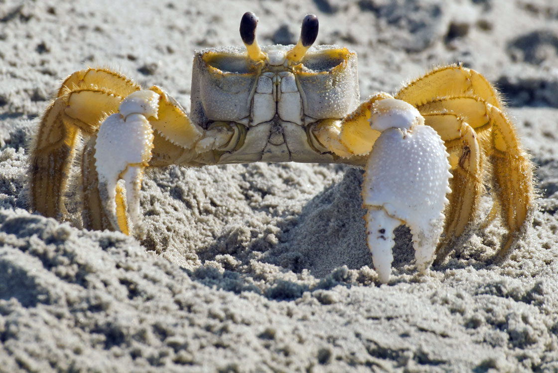 Why can't you eat a ghost crab