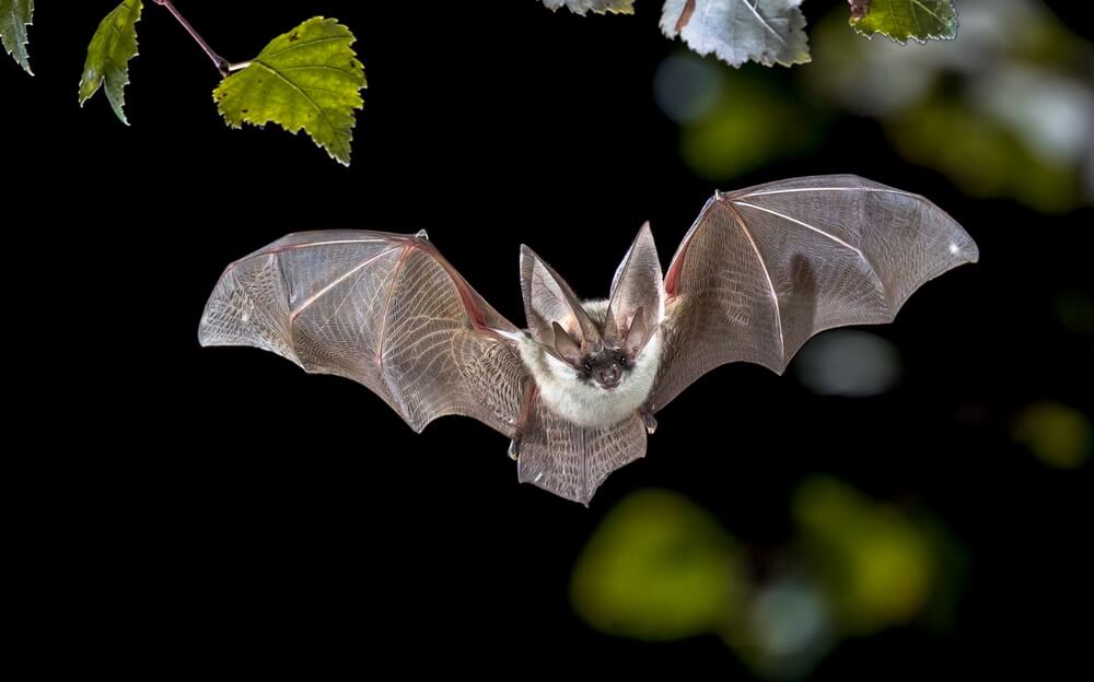 Will Bright lights keep bats away