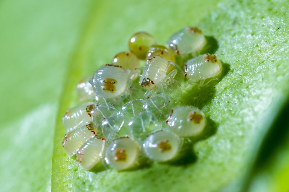 Will rubbing alcohol kill spider mites?