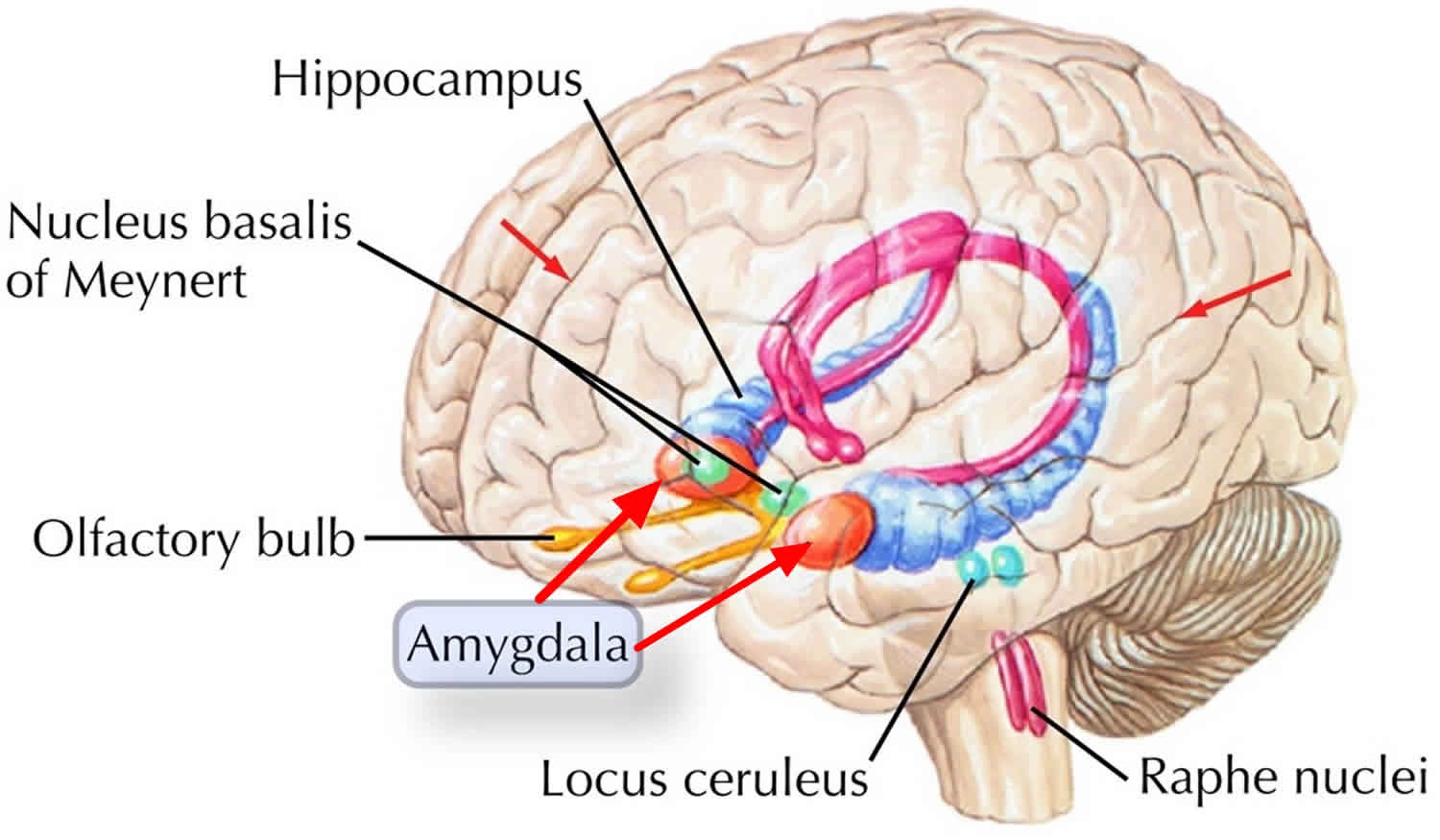 How do you know if your amygdala is damaged?