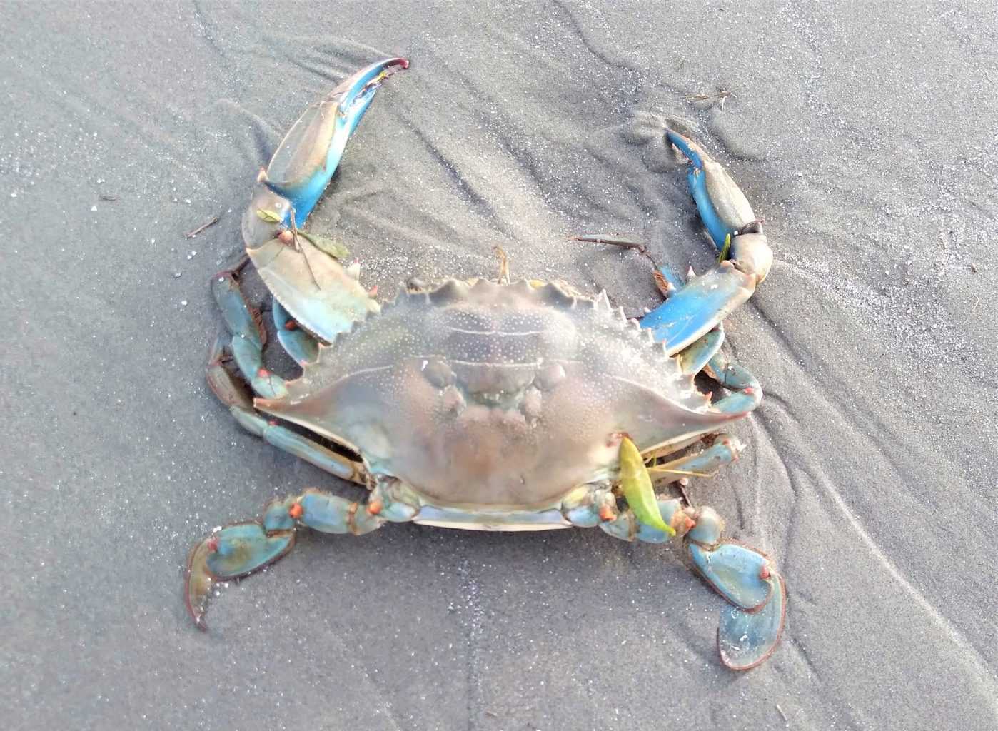 How long can live crabs stay out before cooking?