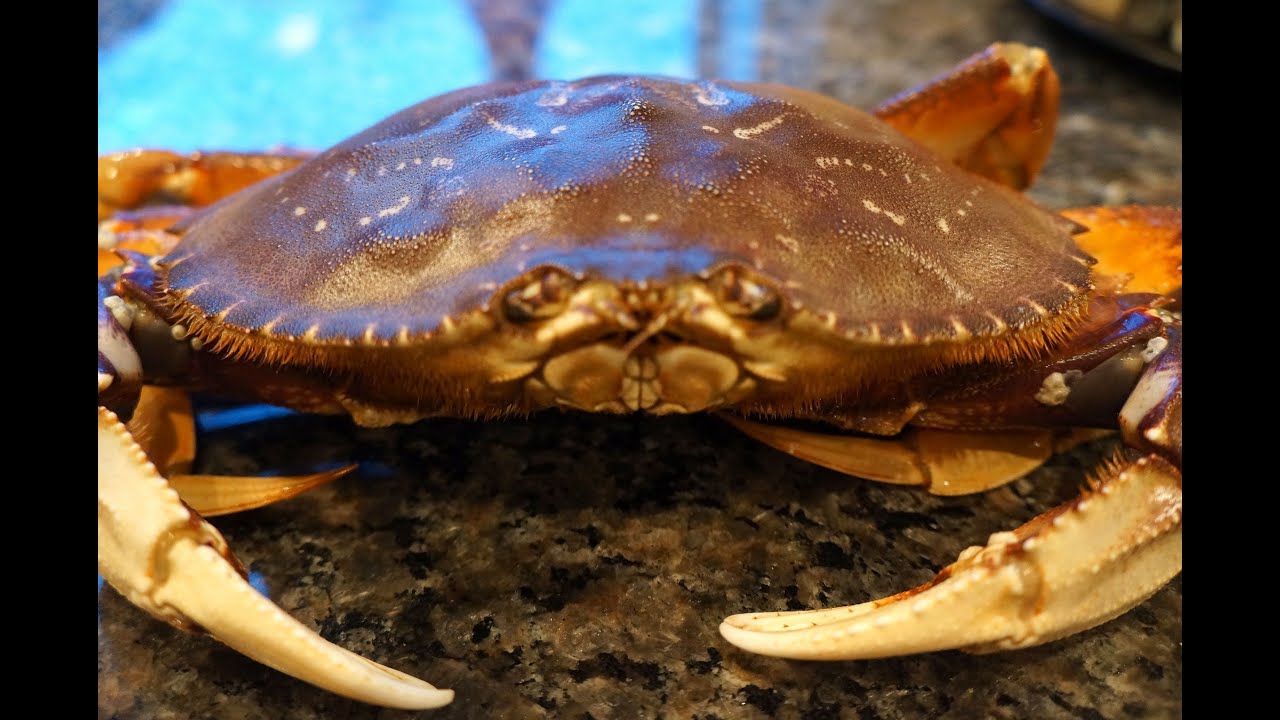 How long will a crab stay alive out of water?