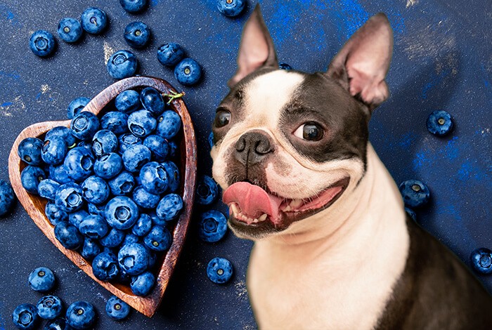 Are Mullberries toxic to dogs?