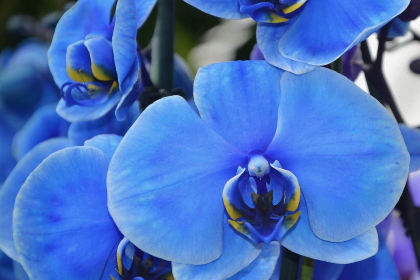 Are any orchids naturally blue?