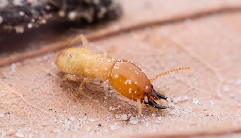 Do termites eat sugar?