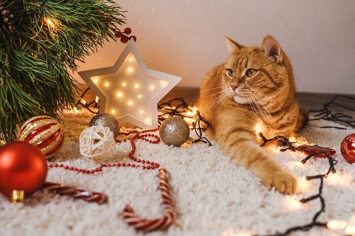 What type of Christmas tree is safe for cats?